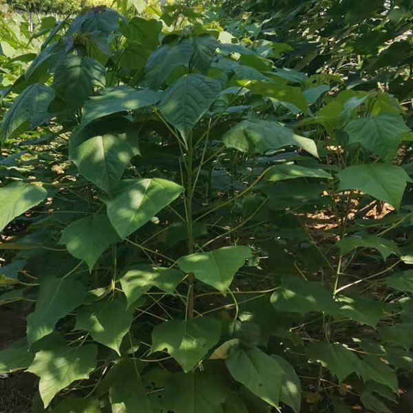 Catalpa bungei seeds 1kg