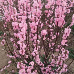 Amygdalus triloba seeds 1kg