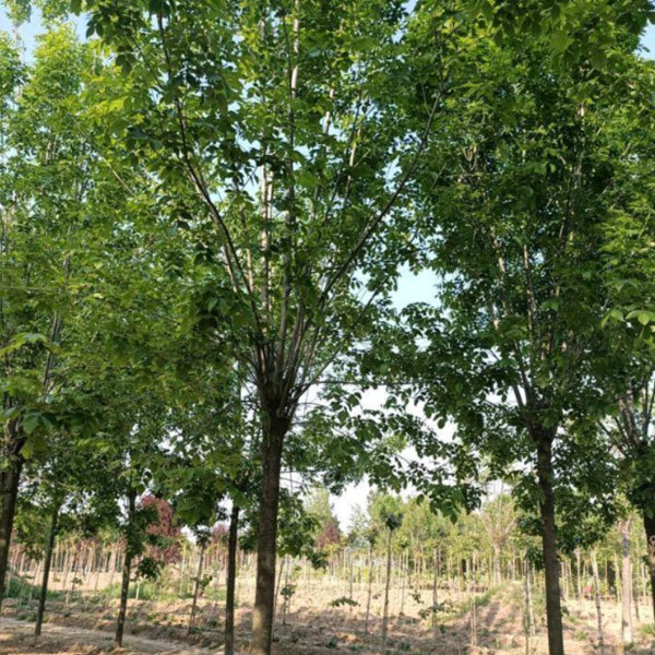 Fraxinus chinensis/Ash tree seeds 1kg