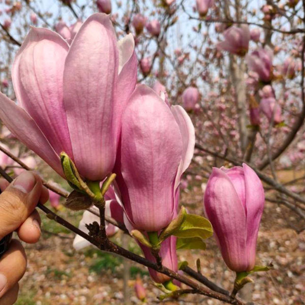 Magnolia liliflora seeds 1kg