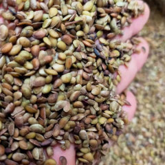 Fatsia japonica seeds 1kg