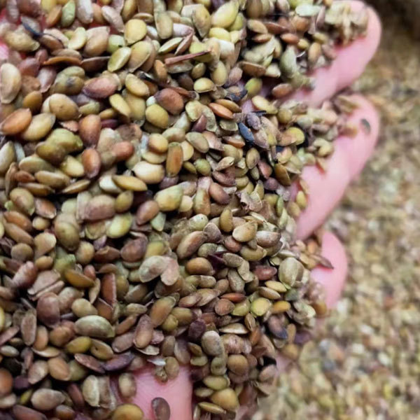 Fatsia japonica seeds 1kg