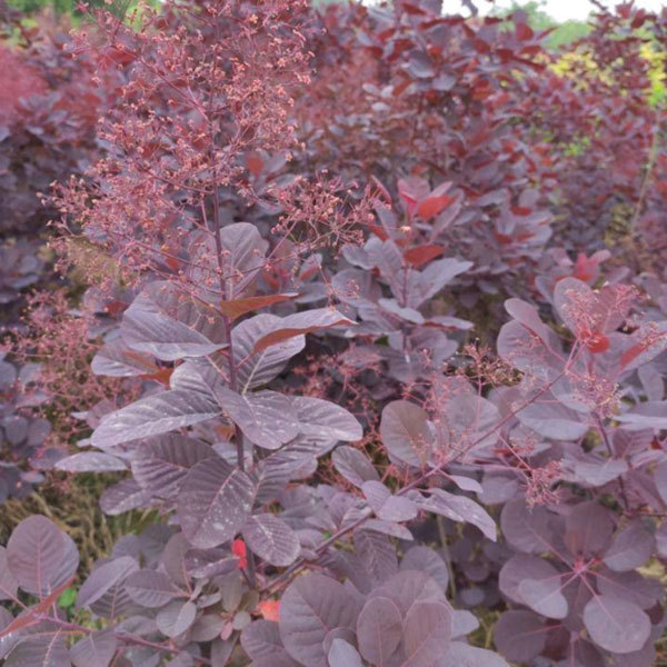 Cotinus coggygria Royal purple seeds 1kg