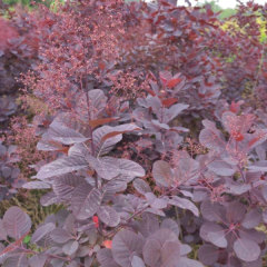 Cotinus coggygria Royal purple seeds 1kg