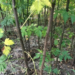 Melia azedarach/Chinaberry seeds 1kg