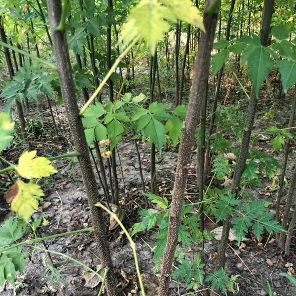 Melia azedarach/Chinaberry seeds 1kg