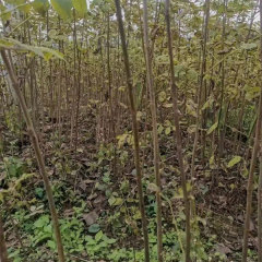 Magnolia officinalis seeds 1kg