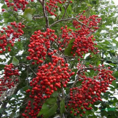Idesia polycarpa seeds 1kg