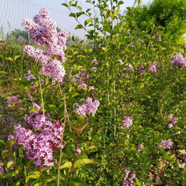 Lilac seeds/Syringa oblata seeds 1kg