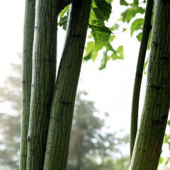 Tilia seeds/Linden seeds/Basswood seeds 1kg