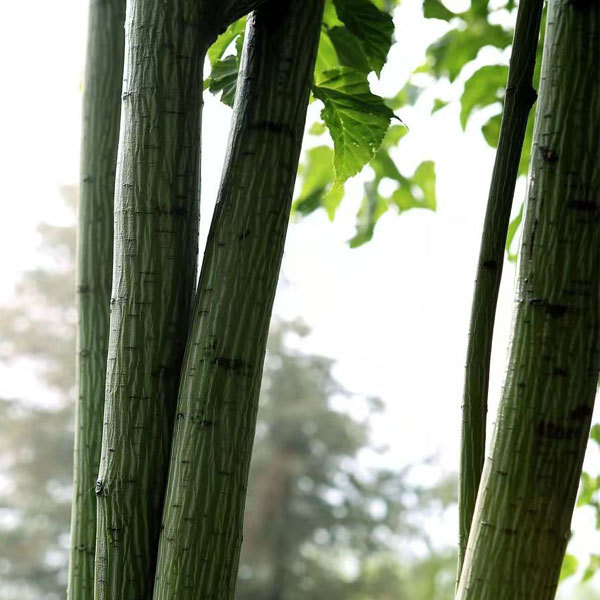 Tilia seeds/Linden seeds/Basswood seeds 1kg