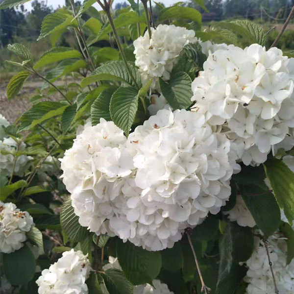 Viburnum macrocephalum seeds 1kg