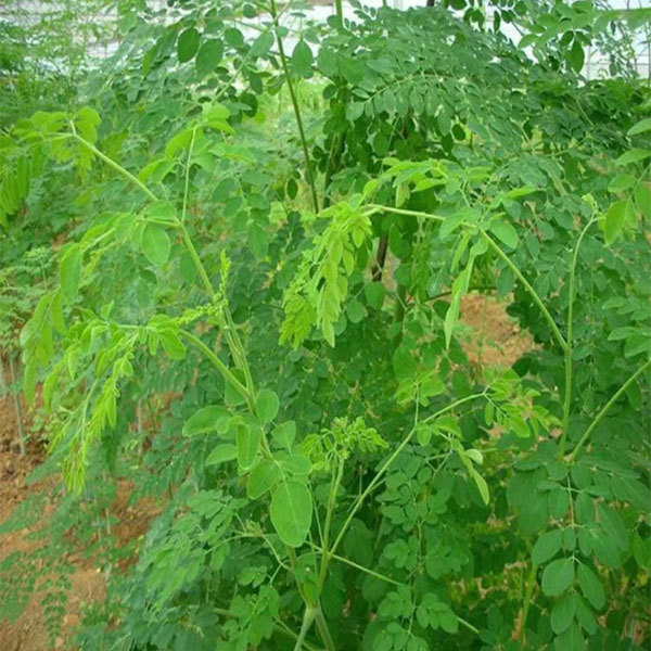 moringa oleifera seeds 1kg