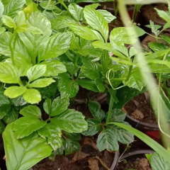 Gynostemma seeds 1kg