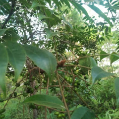 Lacquer tree/Toxicodendron vernicifluum seeds 1kg