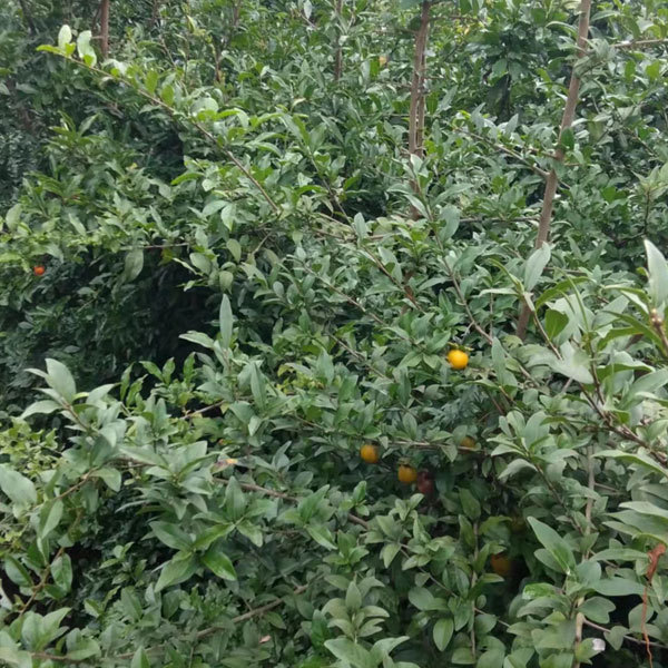 Diospyros cathayensis/Diospyros armata seeds 1kg