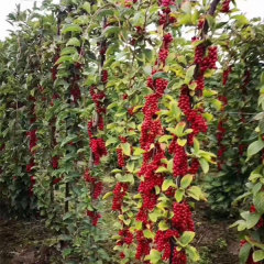 Schisandra chinensis seeds 1kg