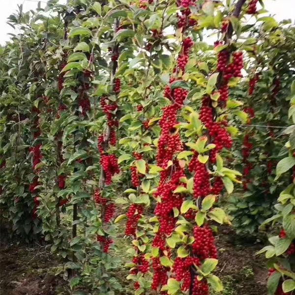 Schisandra chinensis seeds 1kg