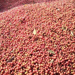 Nandina domestica Thunb seeds 1kg