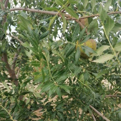 Xanthoceras sorbifolia seeds 1kg