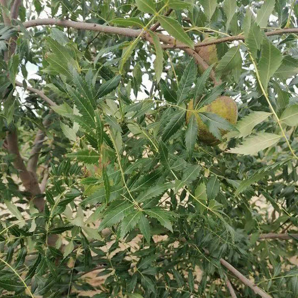 Xanthoceras sorbifolia seeds 1kg