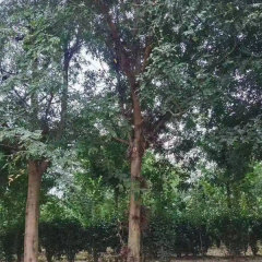 Gleditsia sinensis/Saponin seeds 1kg