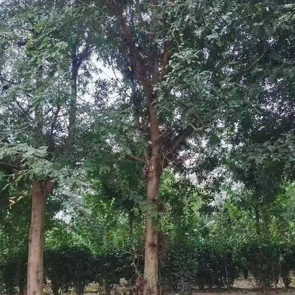 Gleditsia sinensis/Saponin seeds 1kg