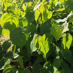 Tilia seeds/Linden seeds/Basswood seeds 1kg