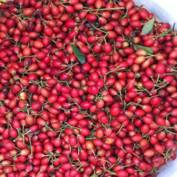llex corallina Franch seeds/llex seed 1kg
