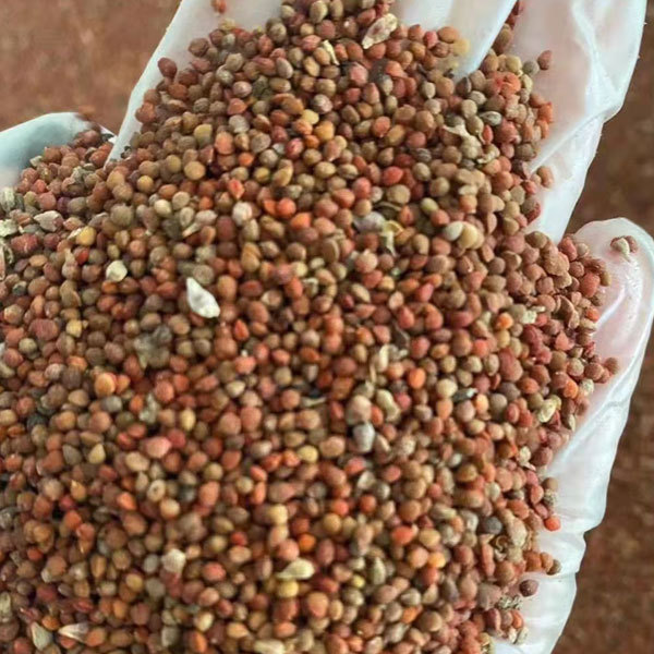 Broussonetia papyrifera/Paper mulberry seeds 1kg