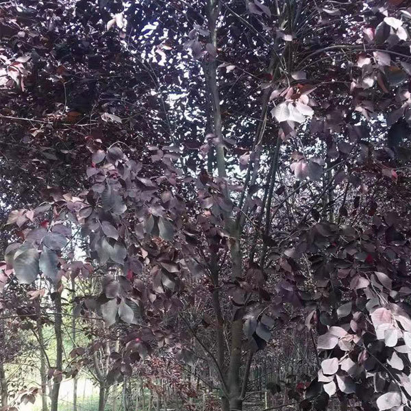 Padus virginiana seeds 1kg