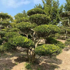 Buxus sinica seeds 1kg