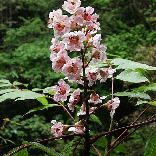 Bretschneidera sinensis/Parlex tree seeds 1kg