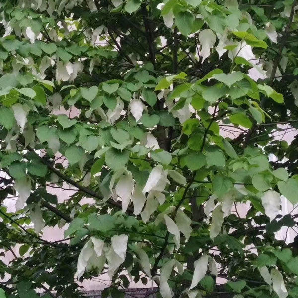Chinese dove tree/Davidia involucrata Baill seeds 1kg