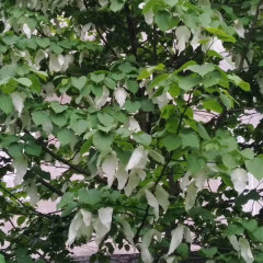 Chinese dove tree/Davidia involucrata Baill seeds 1kg