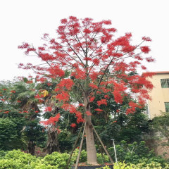 Brachychiton acerifolius/Australian flame tree seeds 1kg