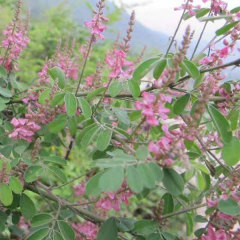 Magnolia multiflora/multiflora seeds 1kg