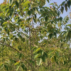 Camptotheca acuminata seeds 1kg