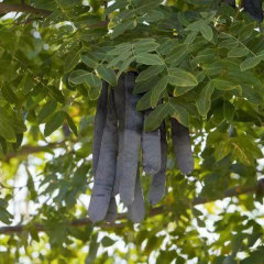 Gleditsia sinensis/Saponin seeds 1kg