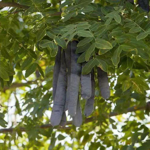 Gleditsia sinensis/Saponin seeds 1kg