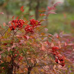Nandina domestica Thunb seeds 1kg