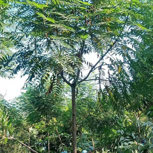 Rhus Typhina Nutt seeds 1kg