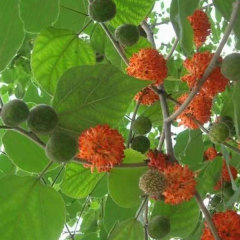 Broussonetia papyrifera/Paper mulberry seeds 1kg
