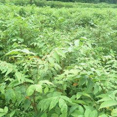 Lacquer tree/Toxicodendron vernicifluum seeds 1kg