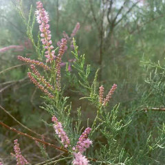 RED WILLOW seeds 1kg