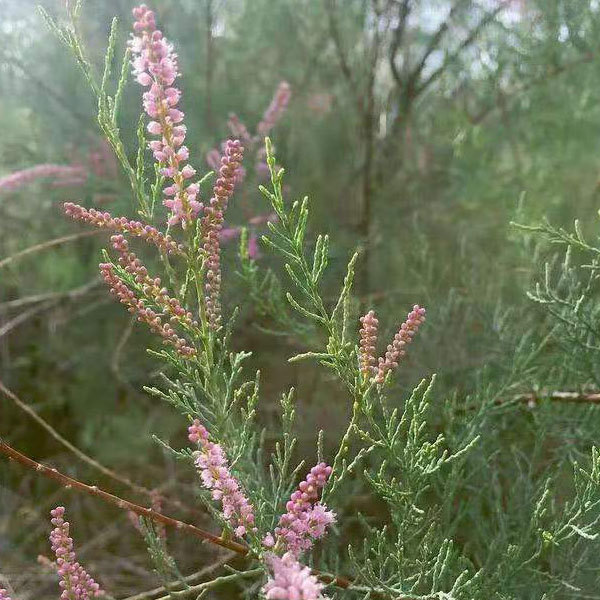 RED WILLOW seeds 1kg