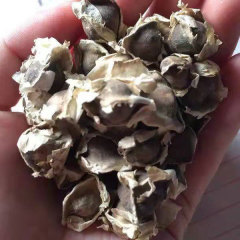 moringa oleifera seeds 1kg