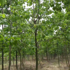 Catalpa ovata/Chinese catalpa seeds 1kg