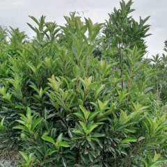 Viburnum odoratissinum seeds/Viburnum awabuki seeds 1kg