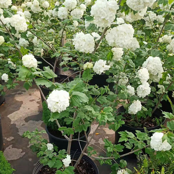 Viburnum macrocephalum seeds 1kg